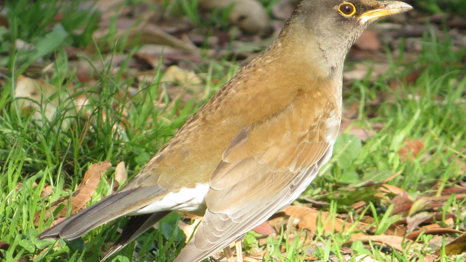 Pale Thrush