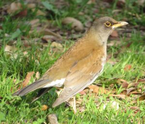 Pale Thrush