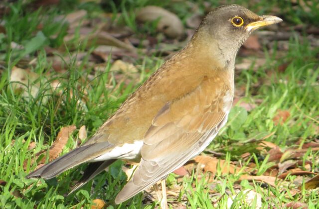 Pale Thrush