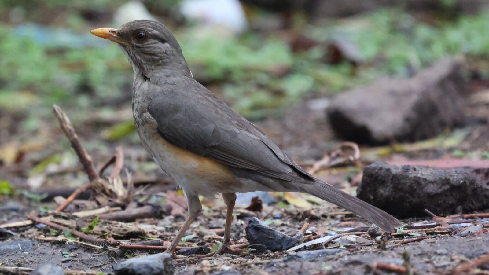 African Thrush