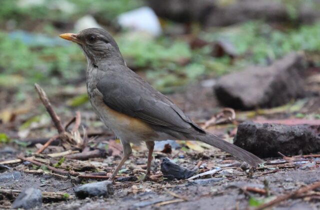 African Thrush