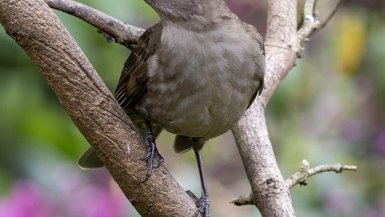 Mountain Thrush