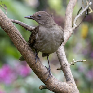 Mountain Thrush