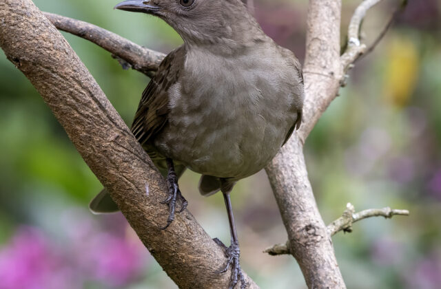 Mountain Thrush