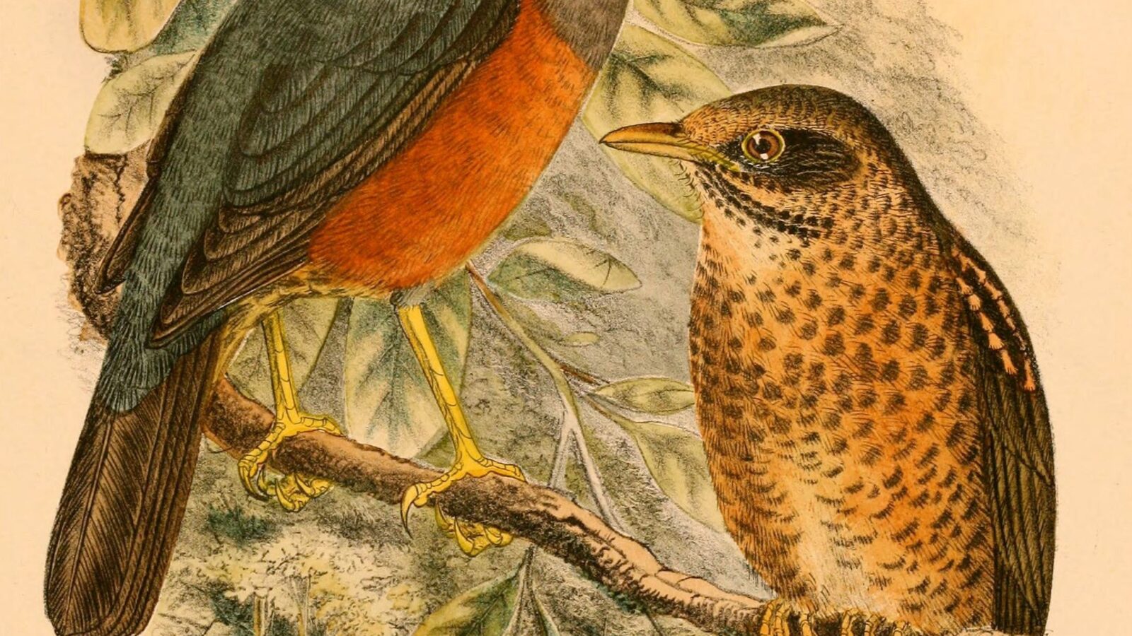 Wallacean Island Thrush