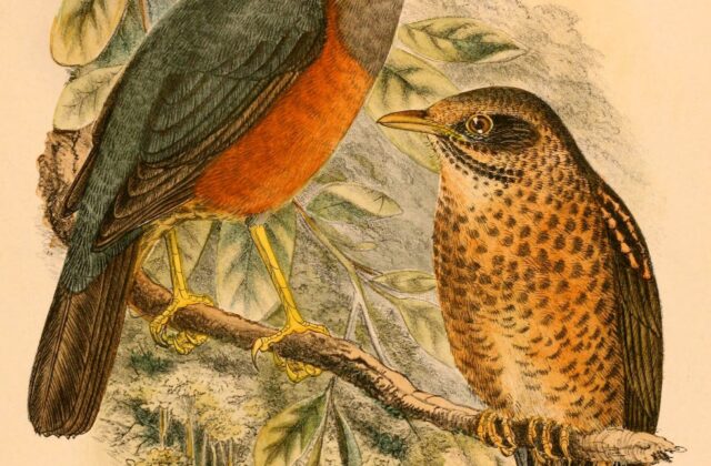 Wallacean Island Thrush