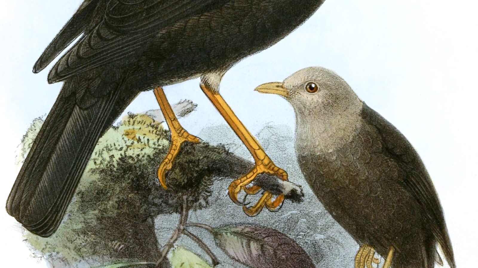 White-headed Island Thrush