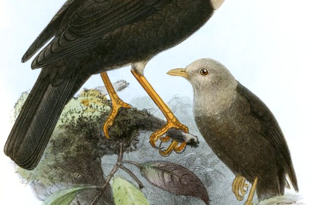 White-headed Island Thrush