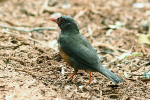 Usambara Thrush