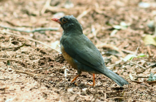 Usambara Thrush