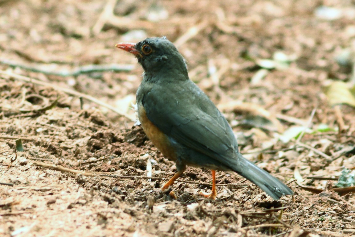 Usambara Thrush