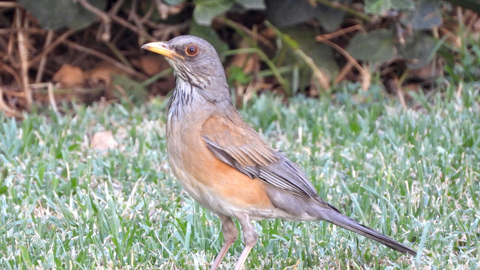 Rufous-backed Thrush