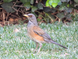 Rufous-backed Thrush