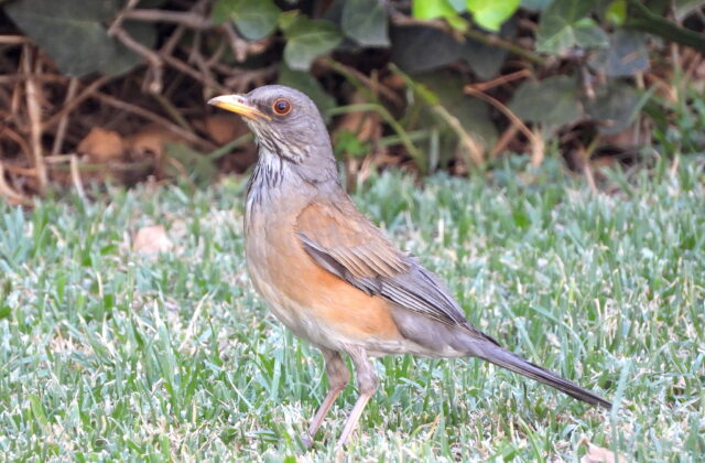 Rufous-backed Thrush