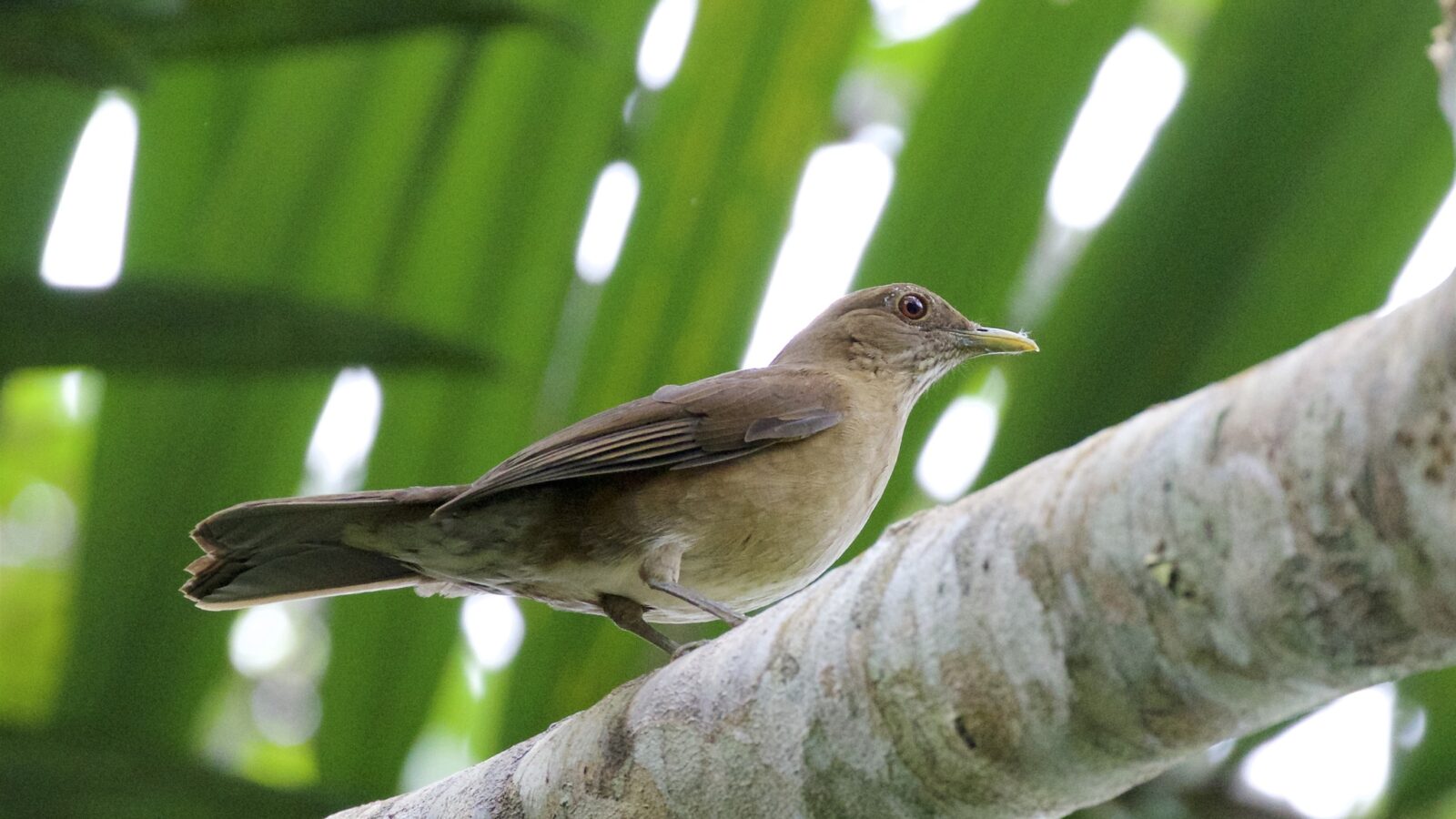 Varzea Thrush