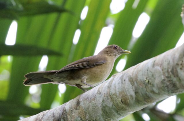 Varzea Thrush