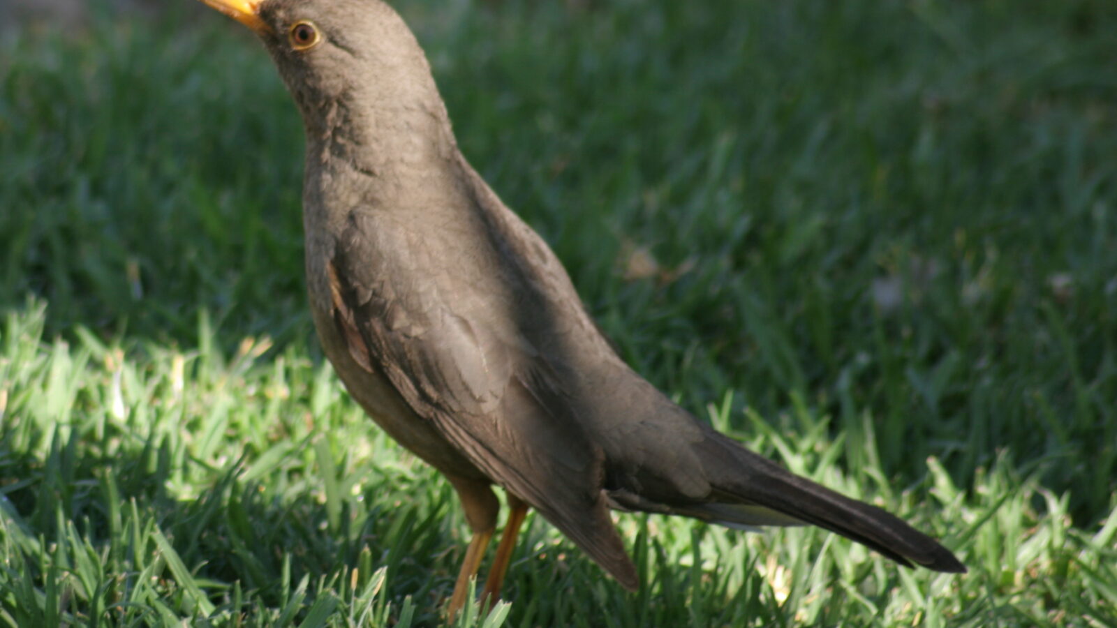 Karoo Thrush