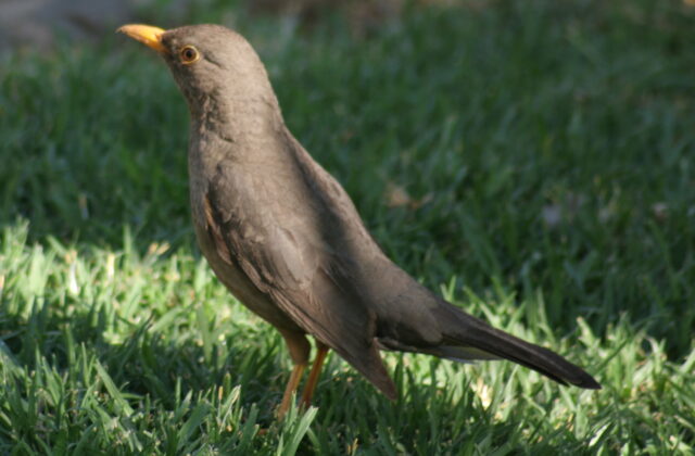 Karoo Thrush