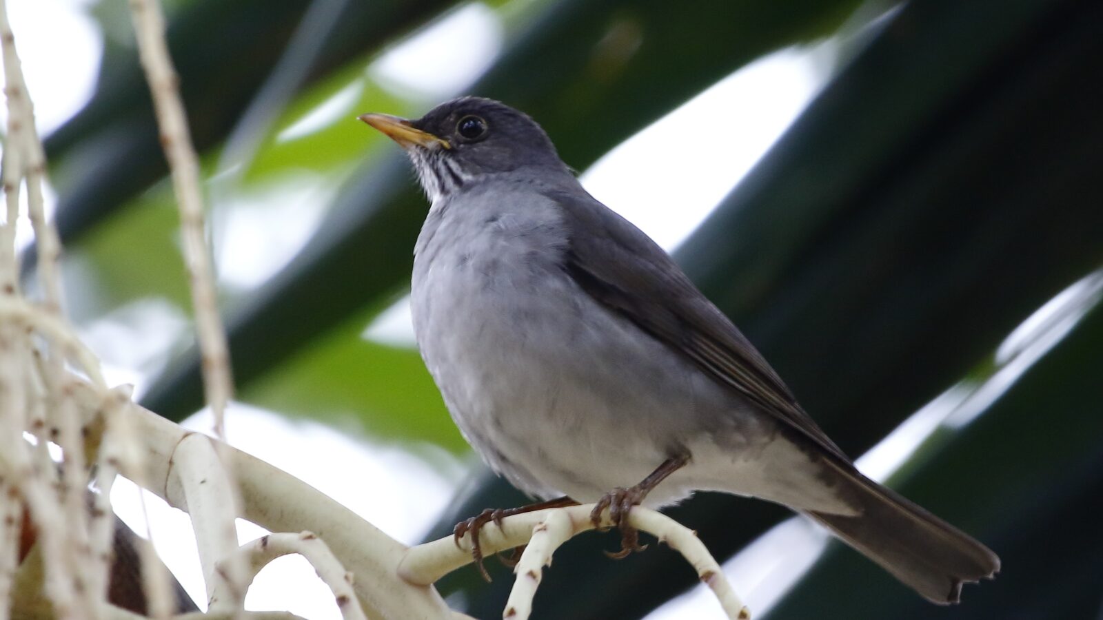 Blacksmith Thrush