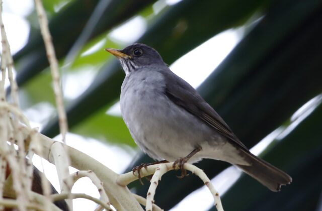 Blacksmith Thrush