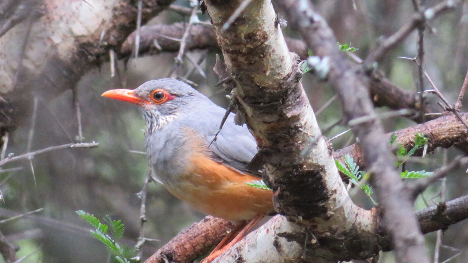 Bare-eyed Thrush