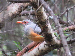 Bare-eyed Thrush
