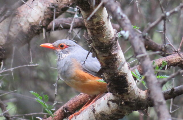 Bare-eyed Thrush