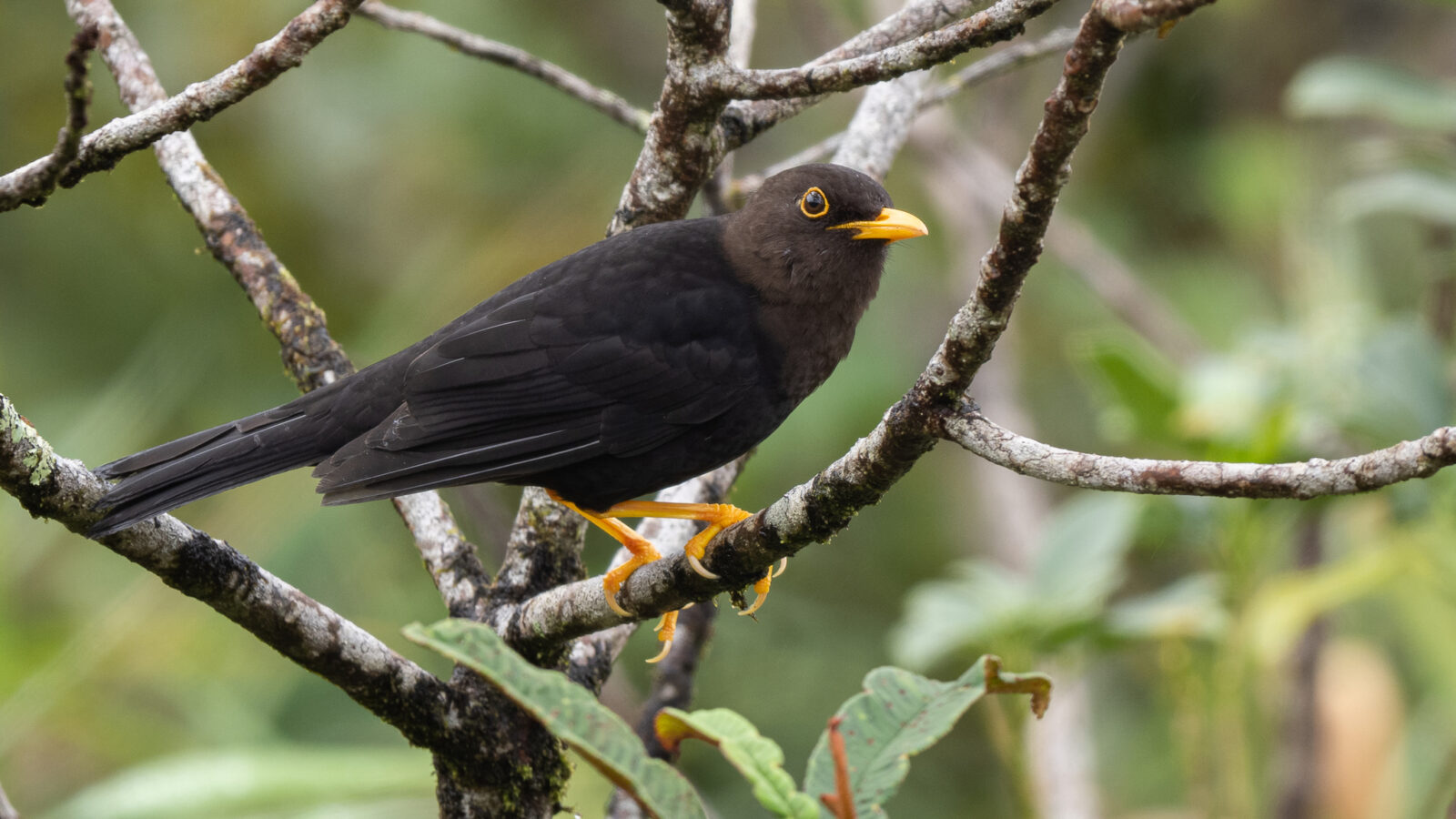 Luzon Island Thrush