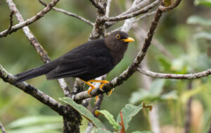 Luzon Island Thrush