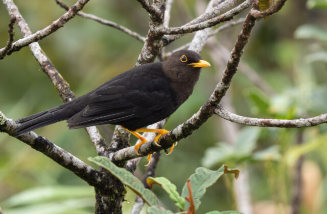 Luzon Island Thrush