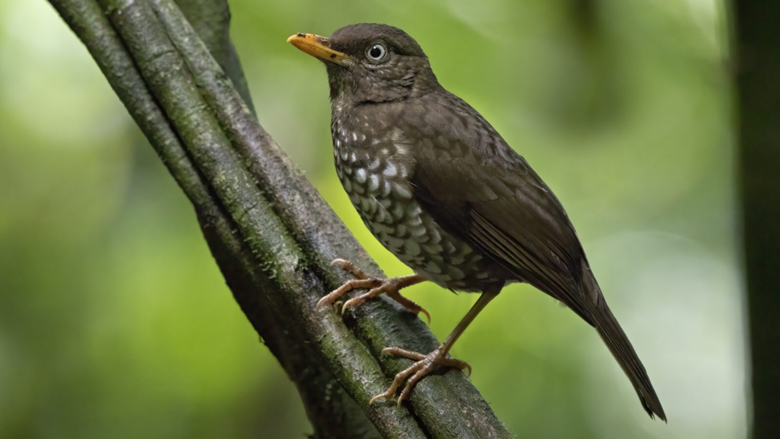 Principe Thrush