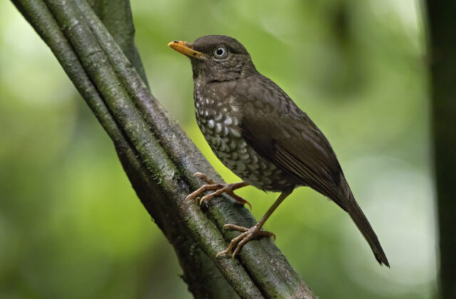 Principe Thrush