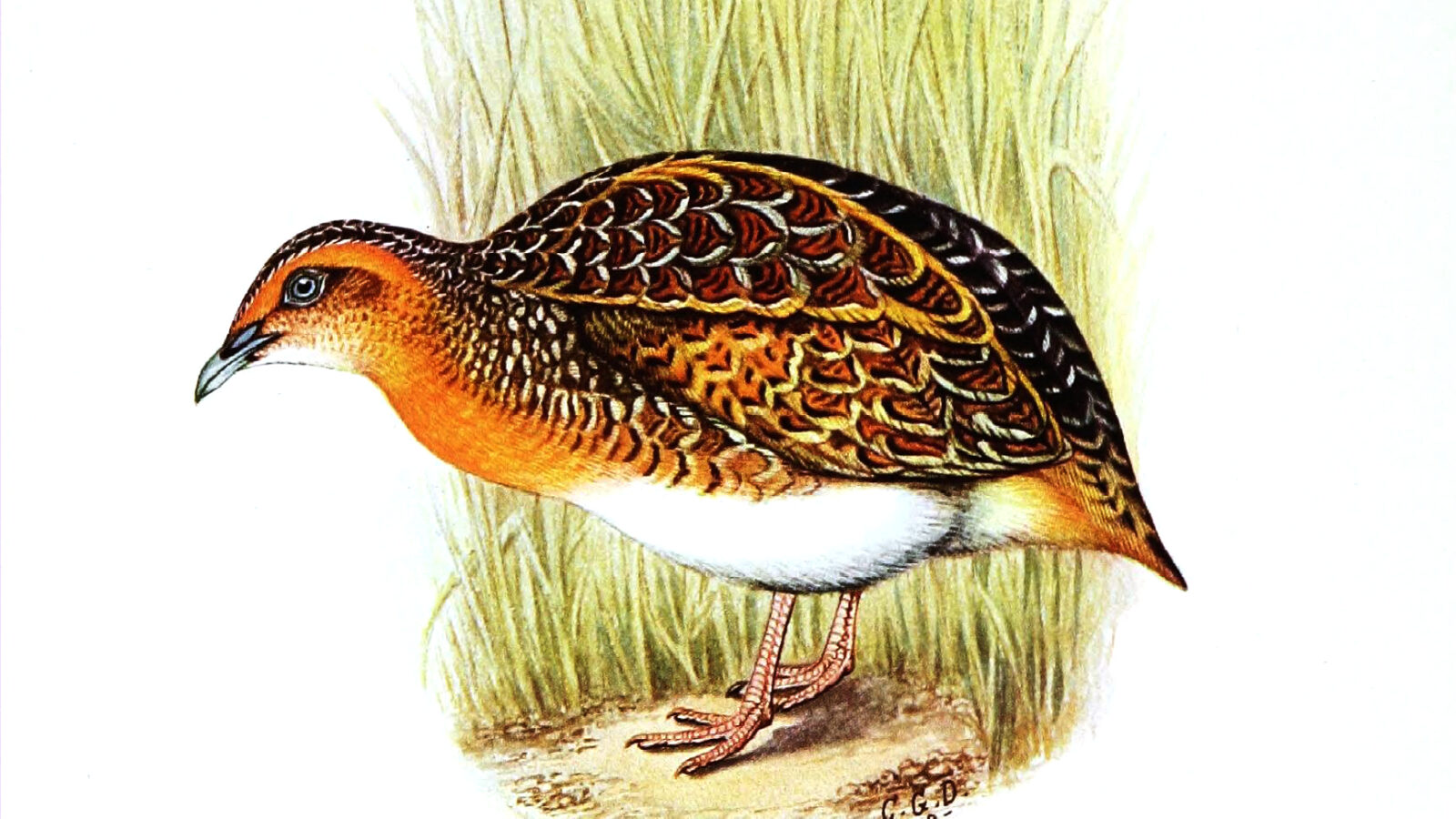 Black-rumped Buttonquail