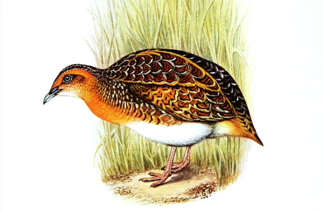 Black-rumped Buttonquail