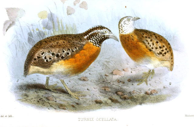 Spotted Buttonquail