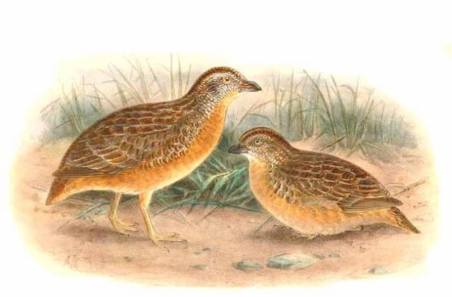 Red-chested Buttonquail