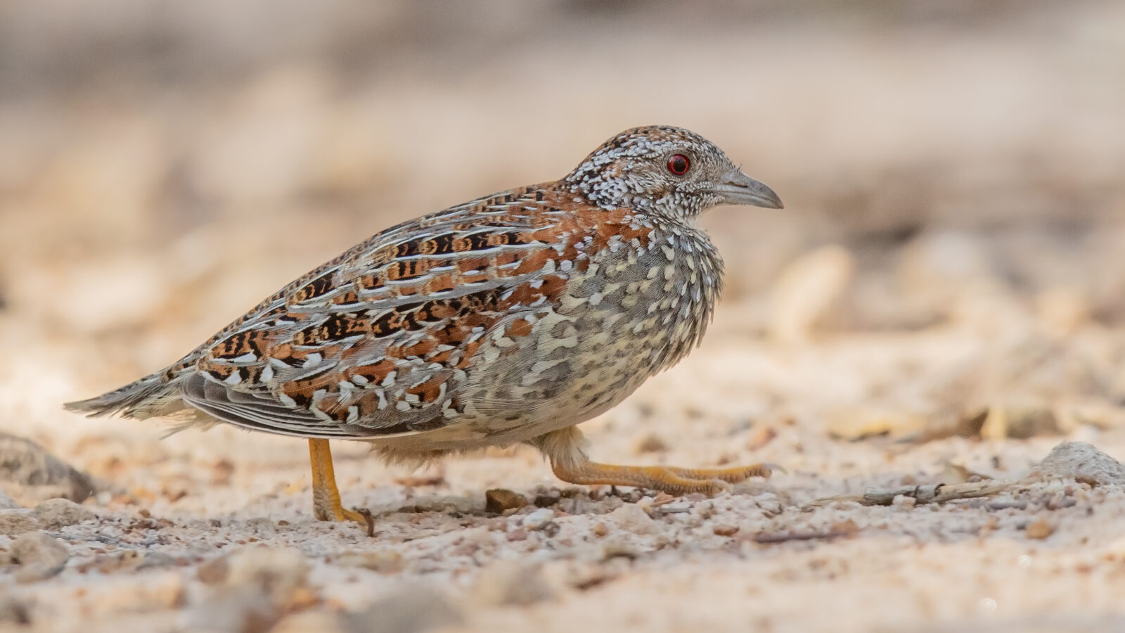 Painted Buttonquail