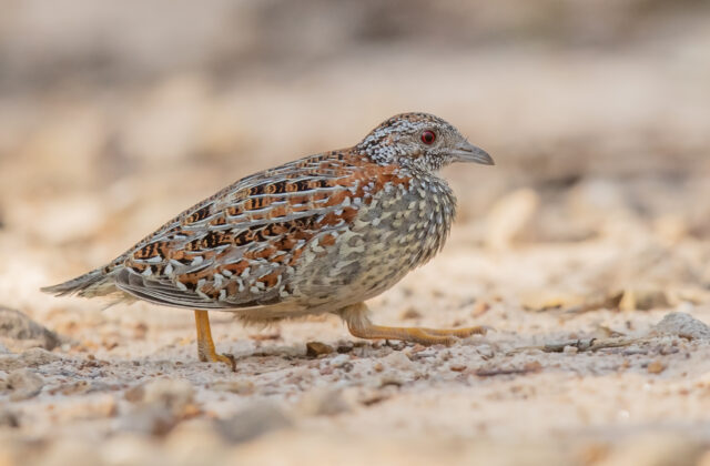 Painted Buttonquail