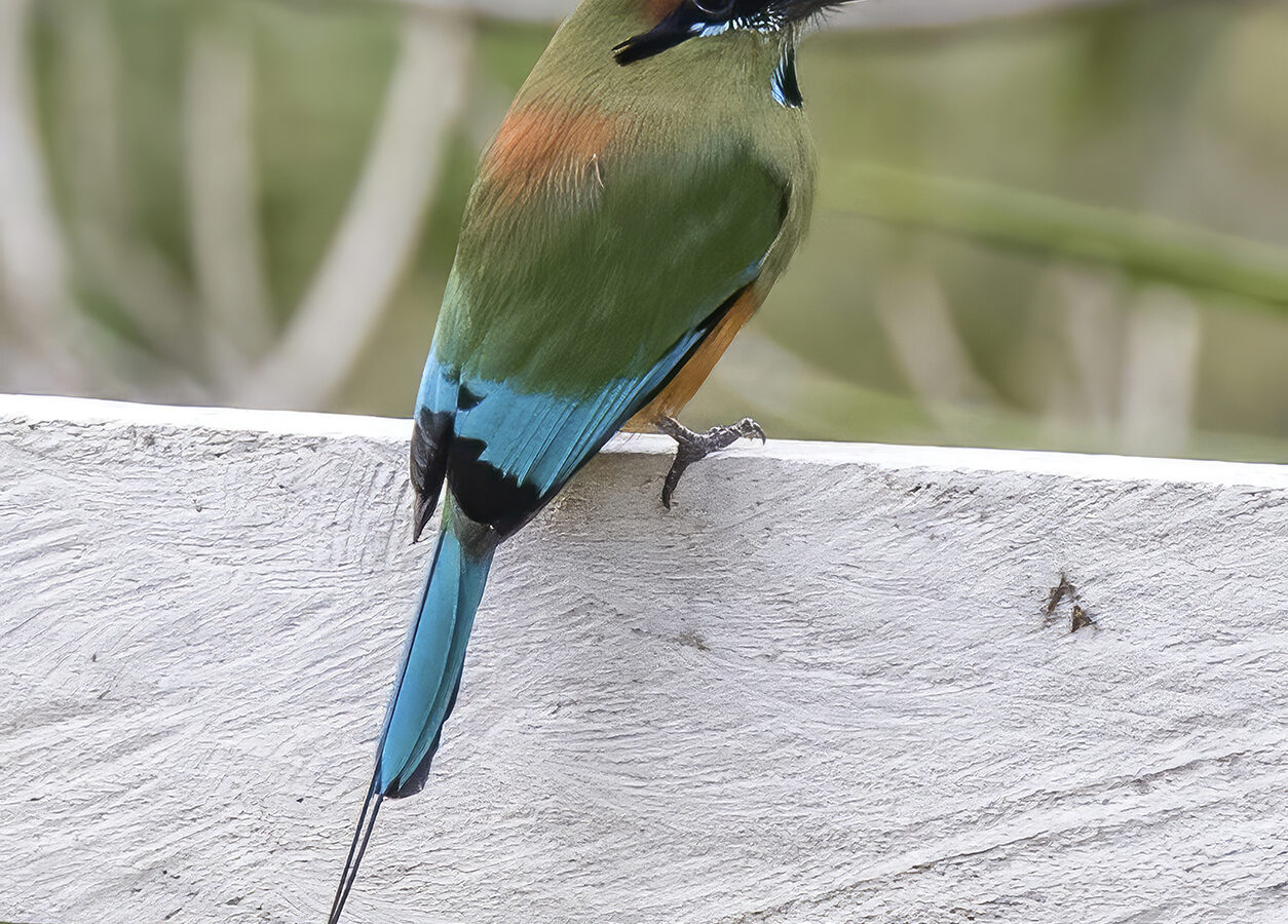 Turquoise-browed Motmot