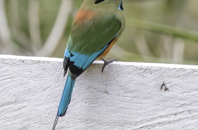 Turquoise-browed Motmot