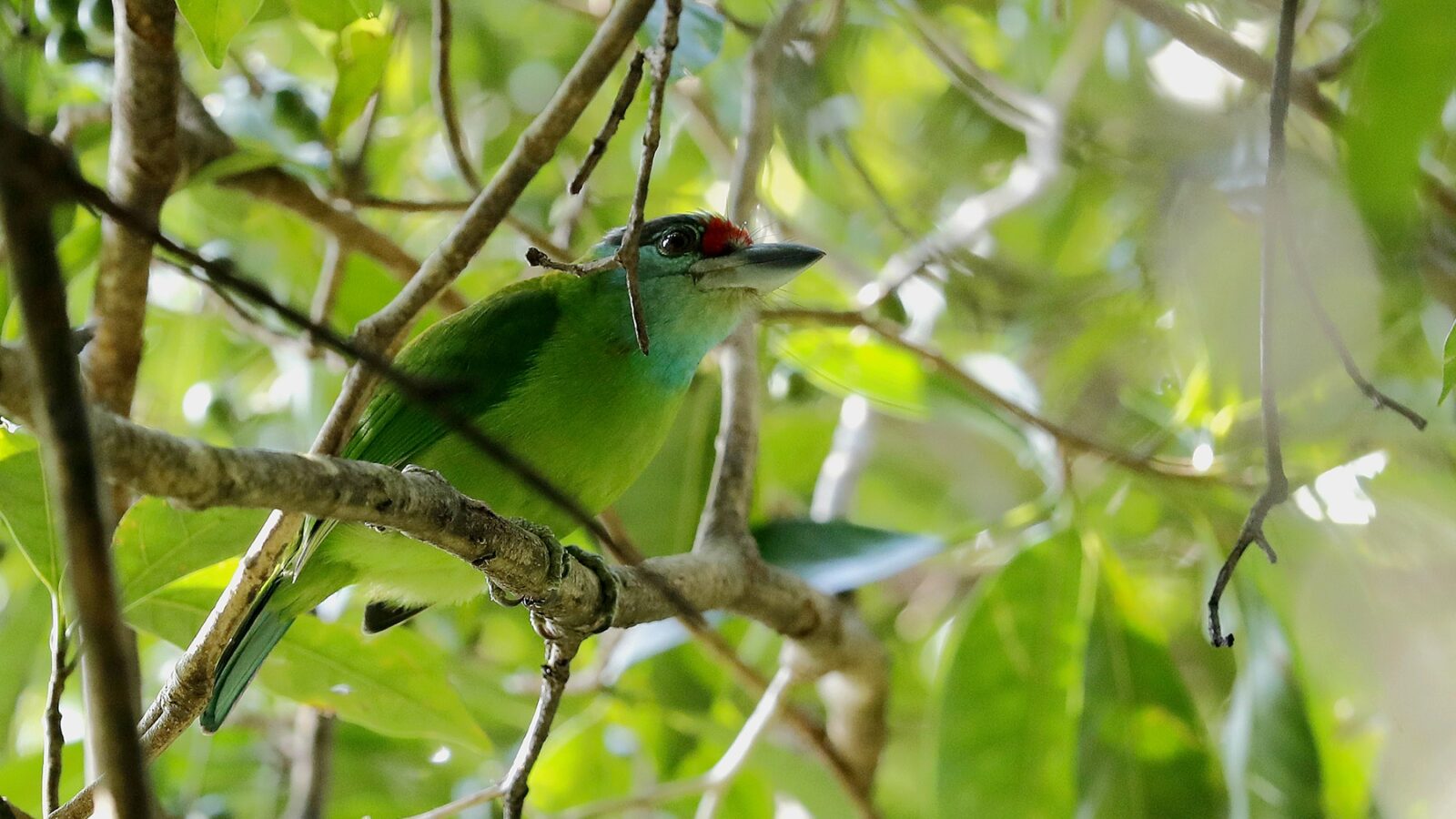 Turquoise-throated Barbet