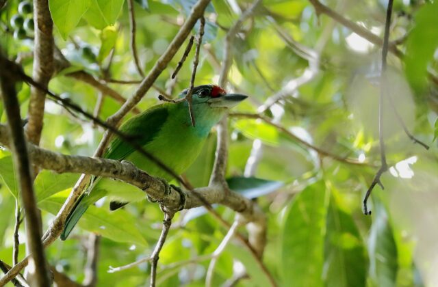 Turquoise-throated Barbet