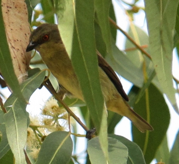 Turquoise Dacnis