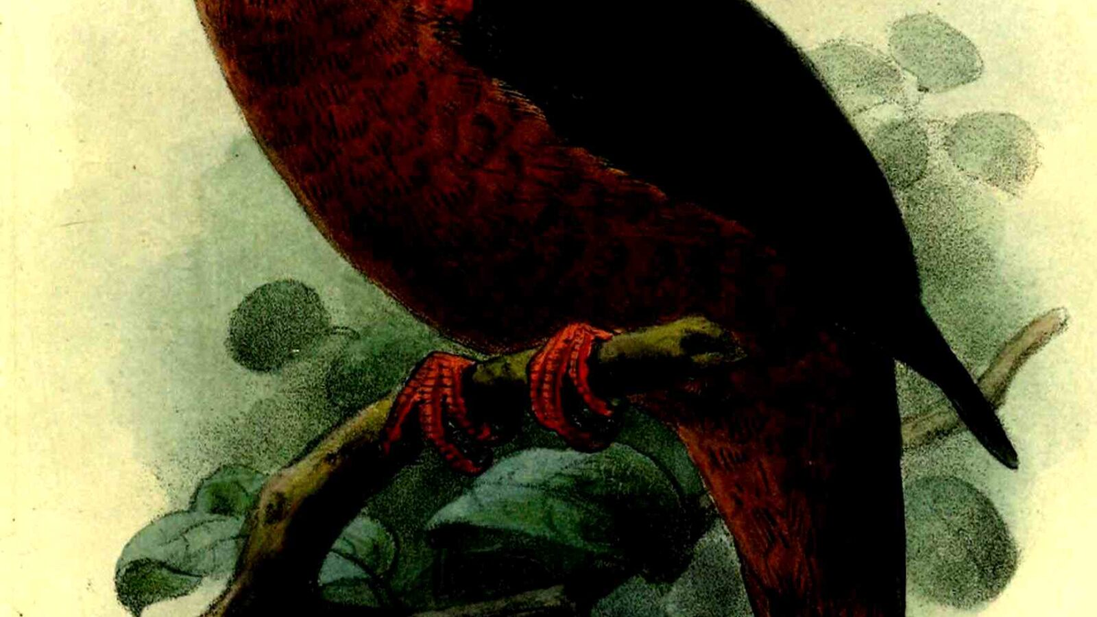 Western Bronze-naped Pigeon