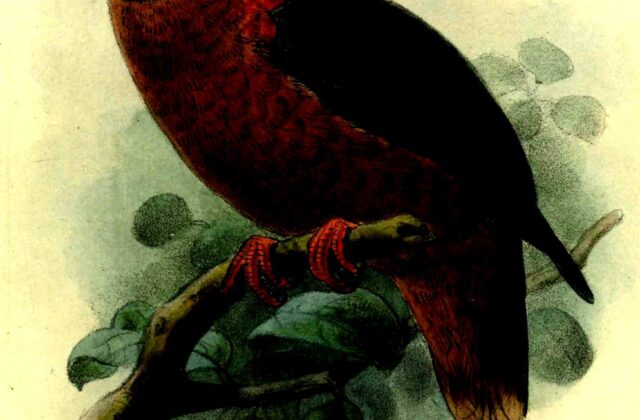 Western Bronze-naped Pigeon