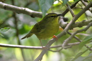 Two-banded Warbler