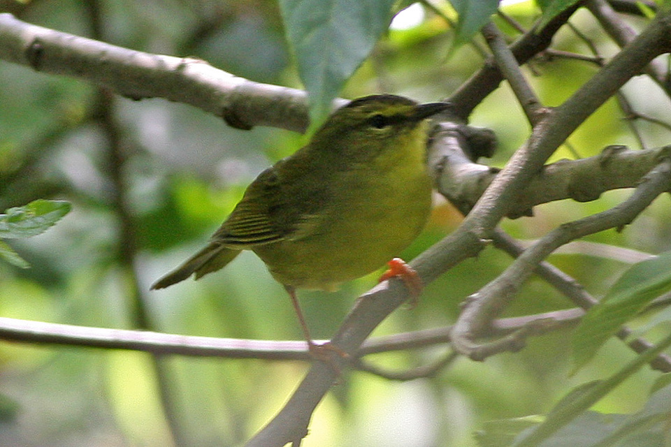 Two-banded Warbler