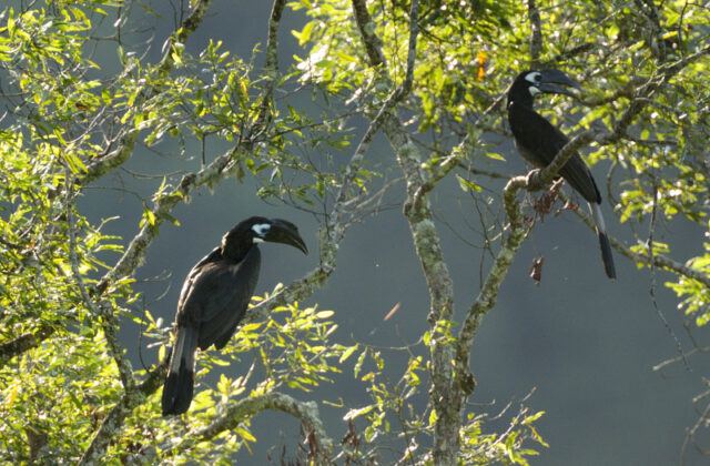 Bushy-crested Hornbill
