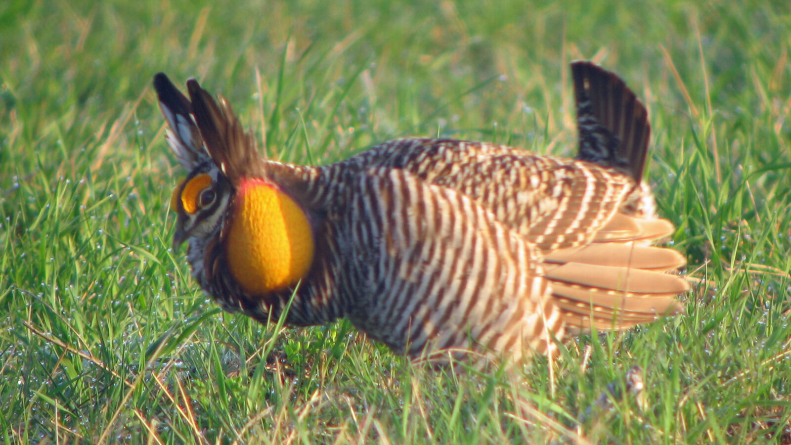 Greater Prairie Chicken