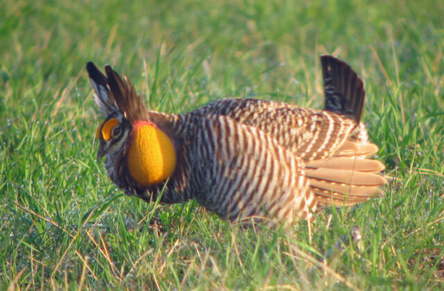 Greater Prairie Chicken